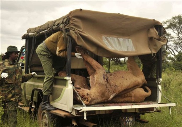 Kenya Wildlife Service rangers on Wednesday load the carcasses of six lions speared to death in Kitengela.